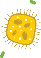 A Microbiota